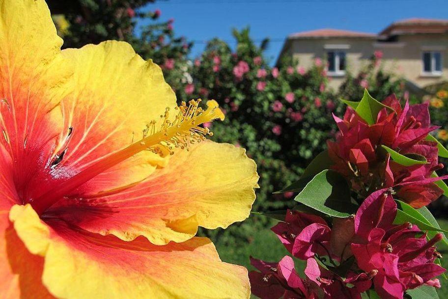Villa Des Frangipanes La Gaulette Esterno foto